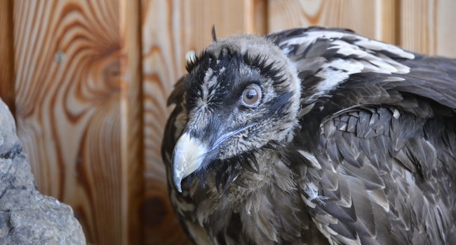 Gypaète barbu (Gypaetus barbatus) déposé sur l’aire de lâcher – Crédit photo : Bruno Berthémy