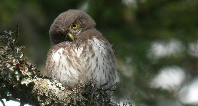 Chevêchette d&apos;Europe (Glaucidium passerinum) – Crédit photo : Jérémy Calvo et Eric Courcier