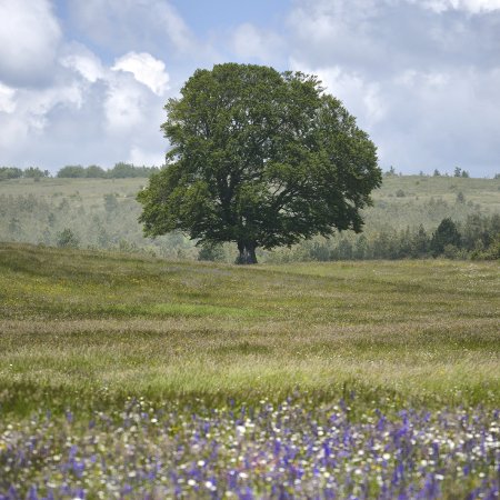 Hêtre du Contadour (Provence-Alpes-Côte d’Azur) - Crédit photo : Emmanuel Boitier