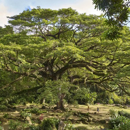 Zamana du parc de l’Habitation Céron (Martinique) - Crédit photo : JB Barret