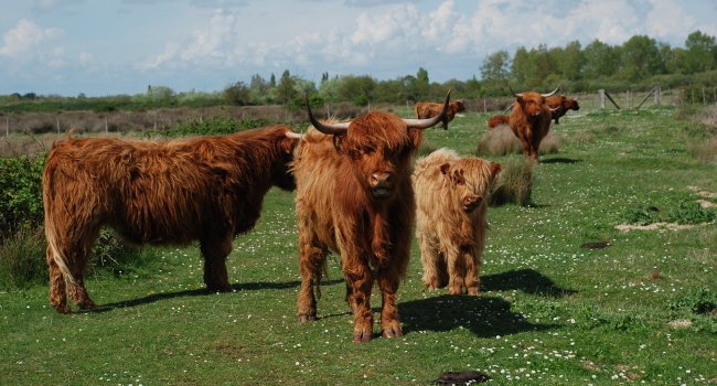 Vaches Highland Cattle - Crédit photo : ML. Cayatte