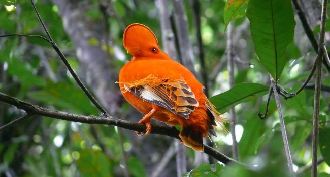 Coq de roche orange (Rupicola rupicola) - Crédit photo : Maxime Dechelle