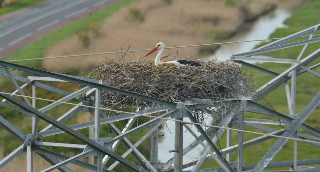 Cigogne blanche (Ciconia ciconia) - Crédit photo : RTE