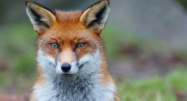 Renard roux (Vulpes vulpes) - Crédit photo : Peter Trimming