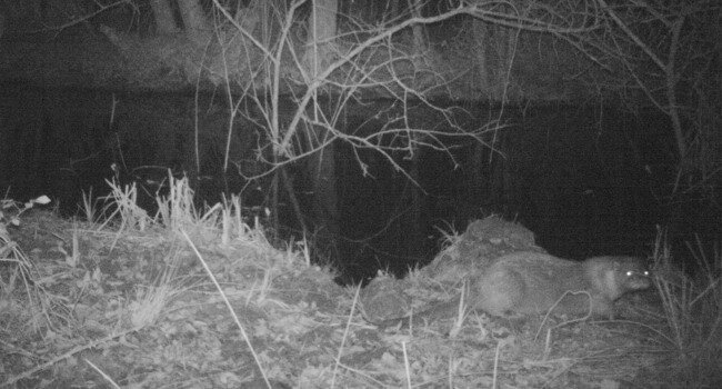 Loutre d’Europe (Lutra lutra) - Crédit photo : LPO