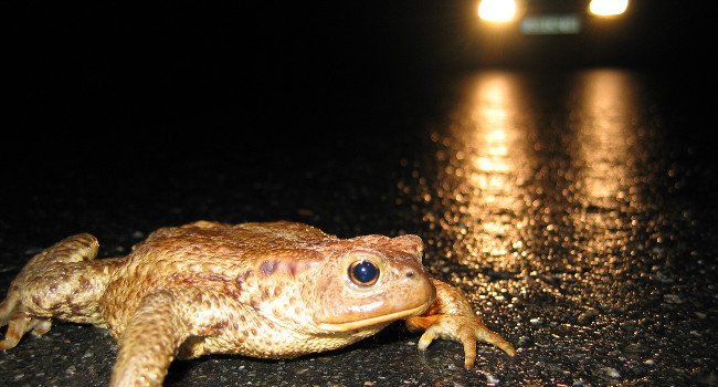 Crapaud commun (Bufo bufo) – Crédit photo : Hervé Coffre