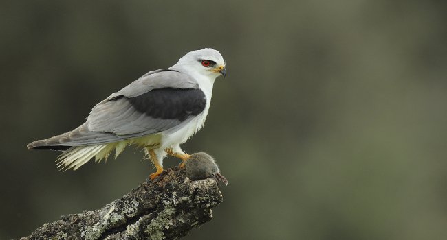 Élanion blanc (Elanus caeruleus) - Crédit photo : Emile Barbelette