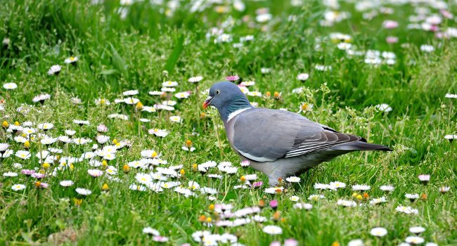 Pigeon ramier (Columba palumbus) - Crédit photo : Bernard Deceuninck