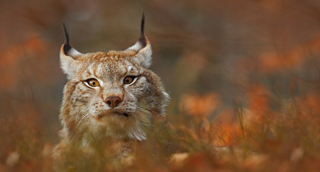 Lynx - Crédit photo : LPO