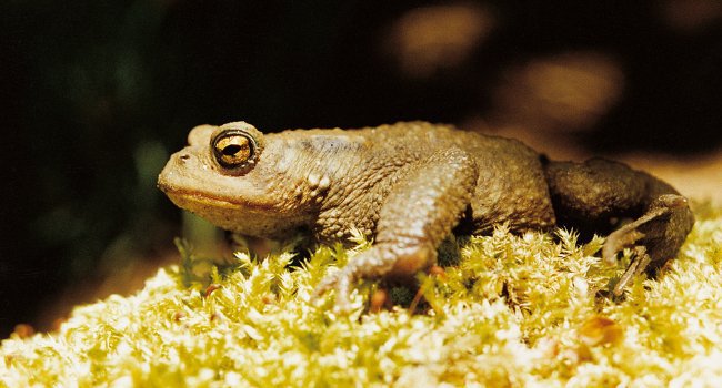 Crapaud commun (Bufo bufo) - Crédit photo : Gilles Bentz / LPO