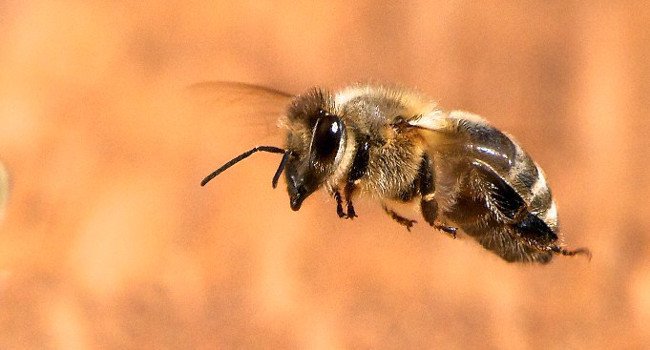 Abeille mellifère (Apis mellifera) - Crédit photo : Antoine Bovard / Flickr