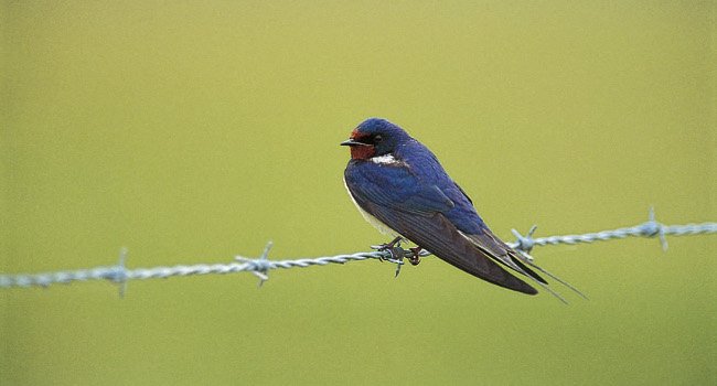 Hirondelle rustique (Hirundo rustica) - Crédit photo : Fabrice Cahez
