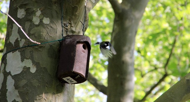 Mésange charbonnière (Parus major) s’envolant de son nichoir – Crédit photo : Muriel Bourgeois