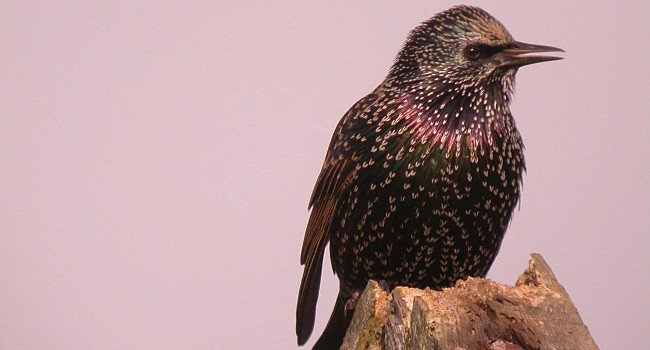 Etourneau sansonnet (Sturnus vulgaris) - Crédit photo : Philippe Jourde / LPO