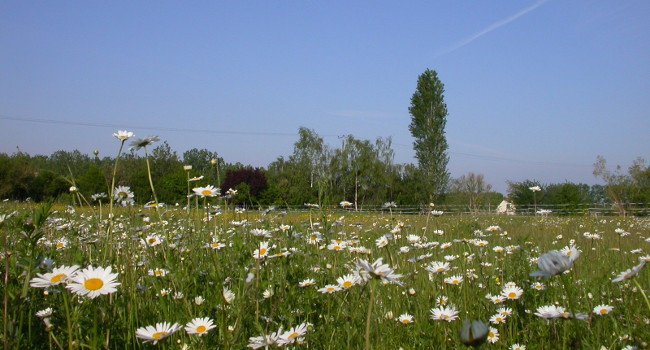 Prairie du site de la Grenouillerie – Crédit : O. Loir / LPO