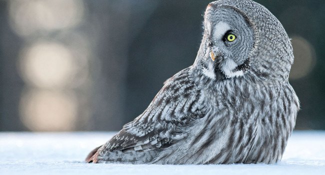 Chouette lapone (Strix nebulosa) – Crédit photo : Olivier Larrey et Thomas Roger