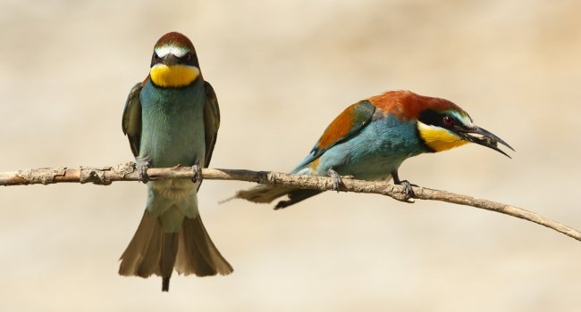 Guêpiers d’Europe (Merops apiaster) - Crédit photo : Jonathan Lhoir