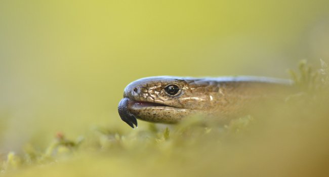 Orvet fragile (Anguis fragilis) - Crédit photo : Ben Andrew / RSBP