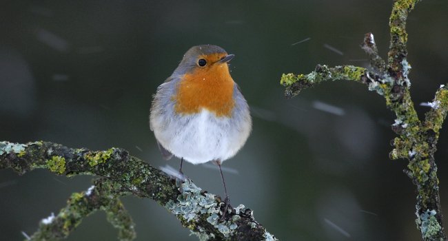 Rougegorge familier (Erithacus rubecula) - Crédit photo : Fabrice Cahez