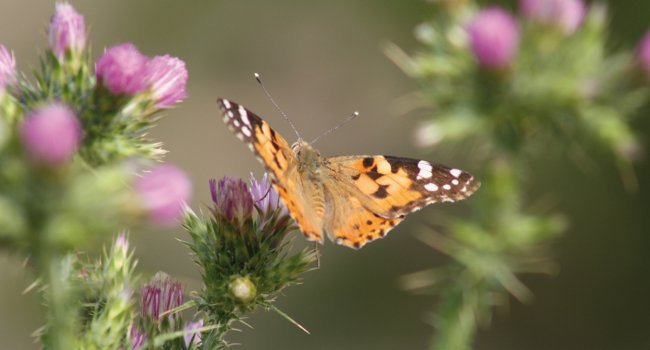 Belle dame (Vanessa cardui) - Crédit photo : Stéphane Maisonhaute 