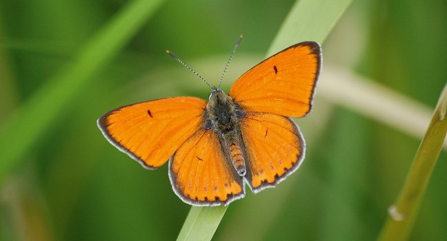 Cuivré des Marais (Lycaena dispar) - Crédit photo : Xavier Rebeyrat