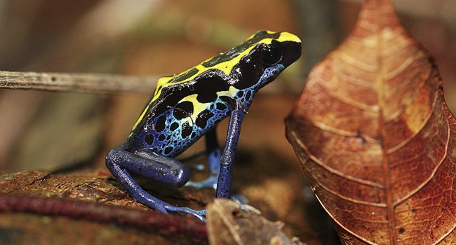 Grenouille dendrobate (Dendrobates tinctorius), Guyane - Crédit photo : blue eyes photographies