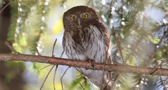 Chevêchette d'Europe (Glaucidium passerinum) - Crédit photo : Yves Muller