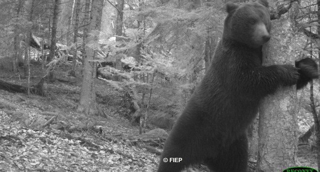 Ours - Crédit photo Fonds d’Intervention Eco-pastoral (FIEP)