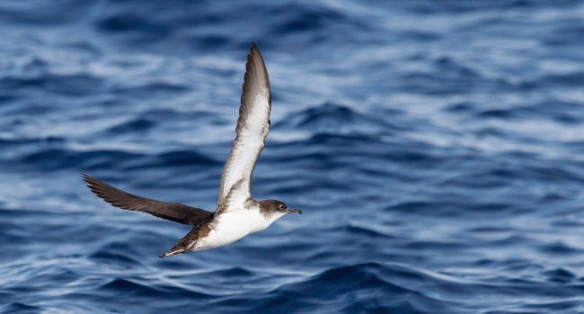 Puffin yelkouan (Puffinus yelkouan) - Crédit photo : Pep Arcos