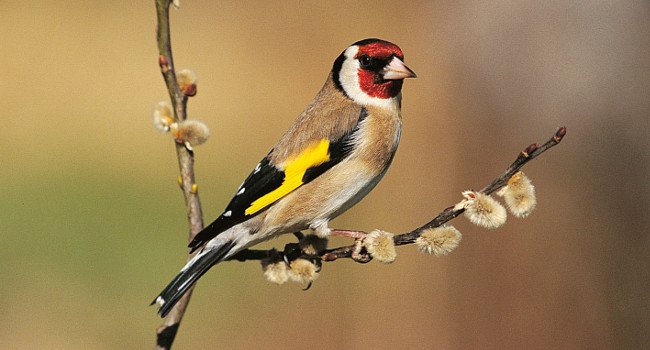 Chardonneret élégant (Carduelis carduelis) - Crédit photo : Christian Aussaguel