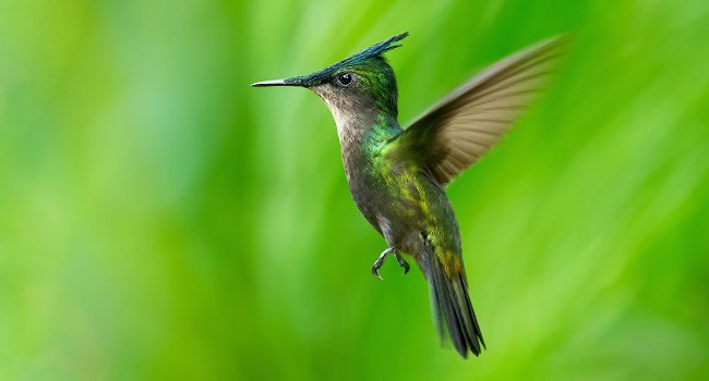 Colibri huppé (Orthorhyncus cristatus) - Crédit photo : Philippe Hayart