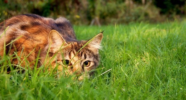 Chat domestique (Felis sylvestris catus) - Crédit photo : Jennifer Barnard