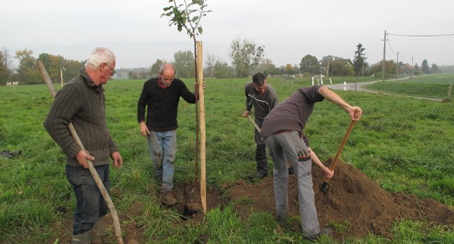 Chantier nature : plantation d’un verger de haute-tige - Crédit photo : LPO Haute-Savoie