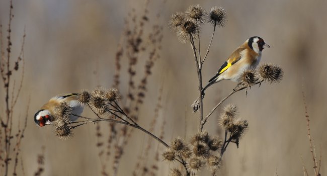 Chardonneret élégant (Carduelis carduelis) - Crédit photo : Fabrice Cahez