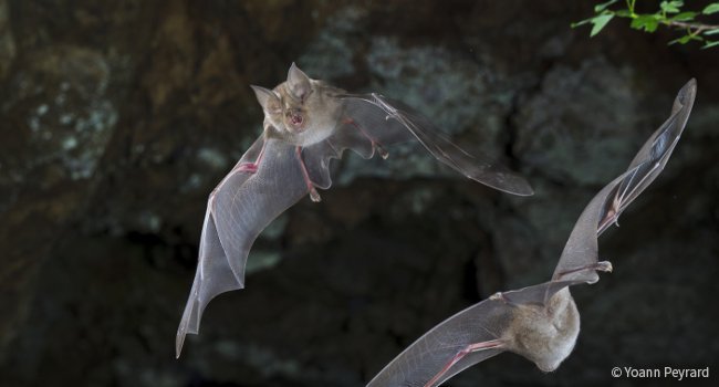 Grand Rhinolophe (Rhinolophus ferrumequinum) - Crédit photo : Yoann Peyrard