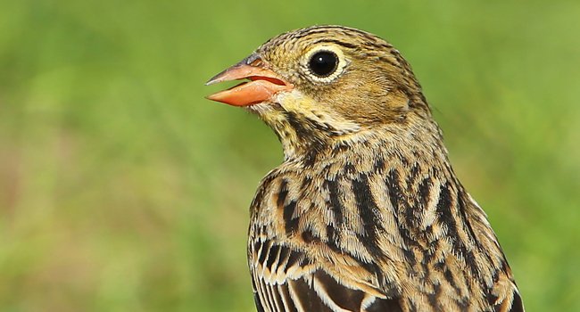 Bruant ortolan (Emberiza hortulana) - Crédit photo : Aurélien Audevard