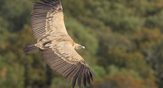 Vautour fauve (Gyps fulvus) - Crédit photo : Armel Deniau