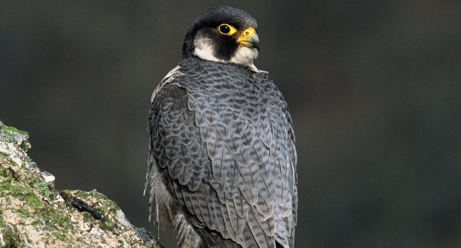 Faucon pèlerin (Falco peregrinus) - Crédit photo : Christian Aussaguel