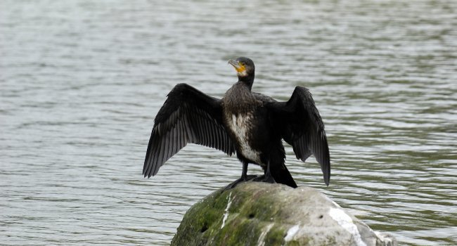 Grand Cormoran (Phalacrocorax carbo) - Crédit photo : Willy LABRE / CG92