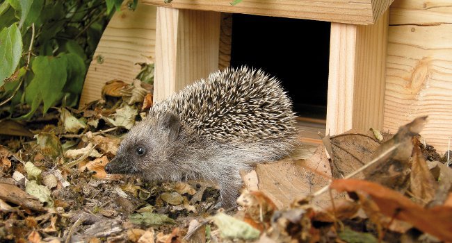 Créer un Refuge LPO, Hérisson d’Europe (Erinaceus europaeus) - Crédit photo : LPO