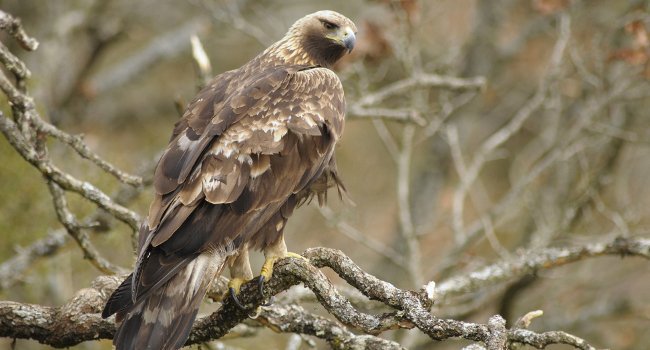 Aigle royal (Aquila chrysaetos) - Crédit photo : Bruno Berthémy