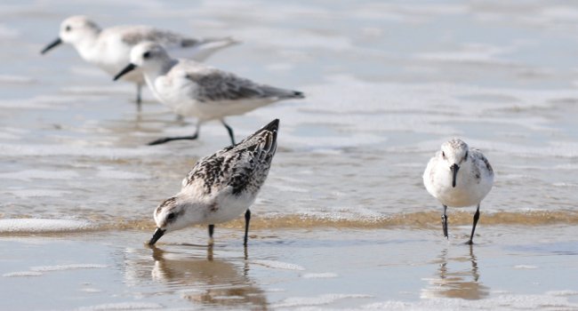 Bécasseau sanderling (Calidris alba) - Crédit photo : Bernard Deceuninck / LPO