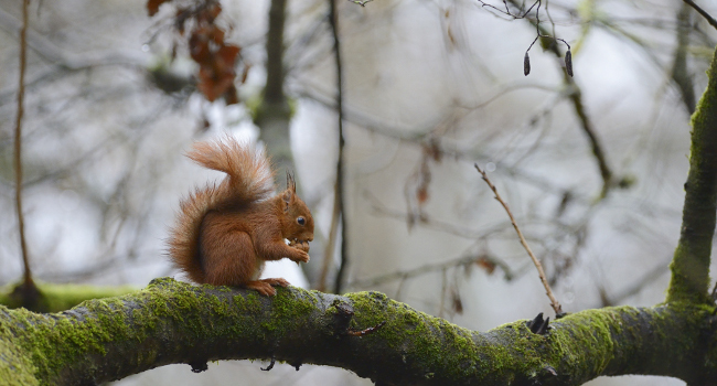 La 50 millionième donnée concerne un Écureuil roux (Sciurus vulgaris) - Crédit photo : Fabrice Cahez