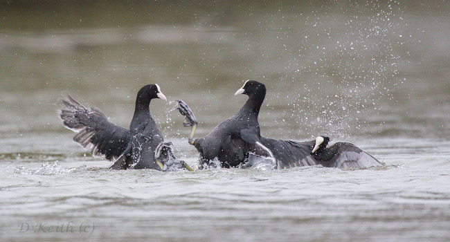 Foulque macroule (Fulica atra) – Crédit photo : Denis Keith