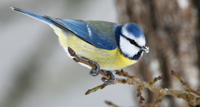 Mésange bleue (Cyanistes caeruleus) - Crédit photo : Fabrice Cahez