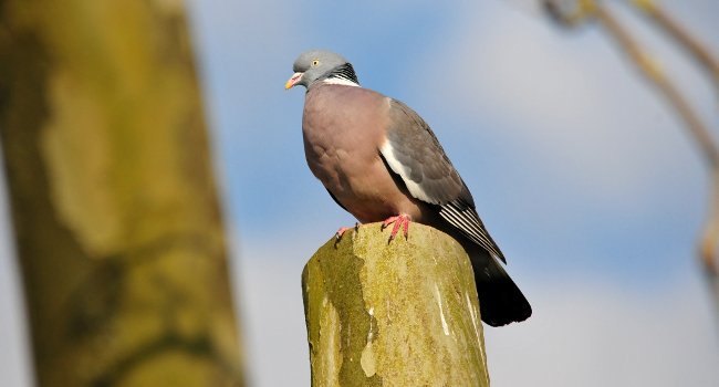 Pigeon ramier (Columba palumbus) - Crédit photo : Bernard Deceuninck