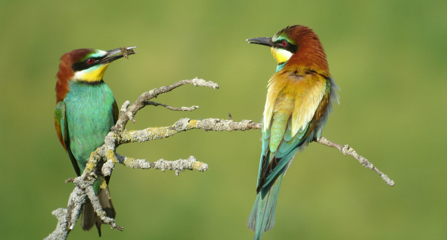 Guêpiers d’Europe (Merops apiaster) - Crédit photo : C. Aussaguel