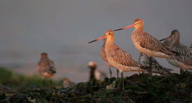 Barge rousse (Limosa lapponica) – Crédit photo : Armel Deniau