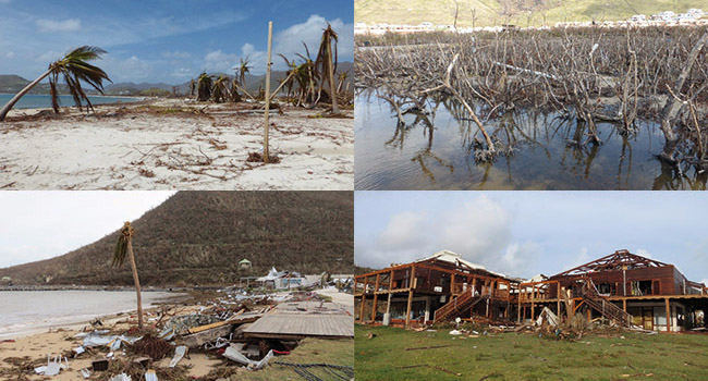 Crédit photo : Réserve Naturelle de Saint-Martin