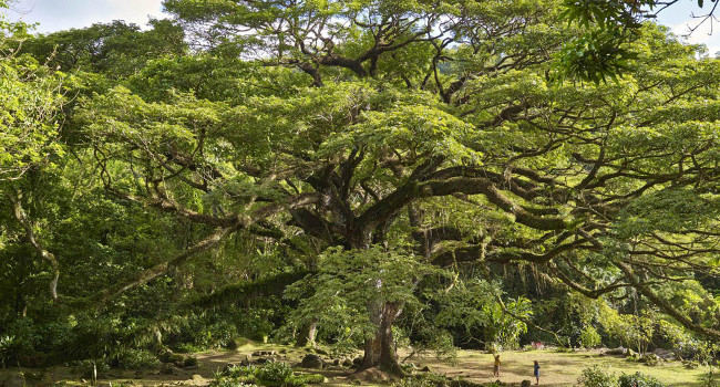 Zamana du parc de l’Habitation Céron (Martinique) - Crédit photo : JB Barret, « prix du public 2016 »